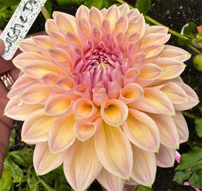 Castle Drive Dahlia Tuber