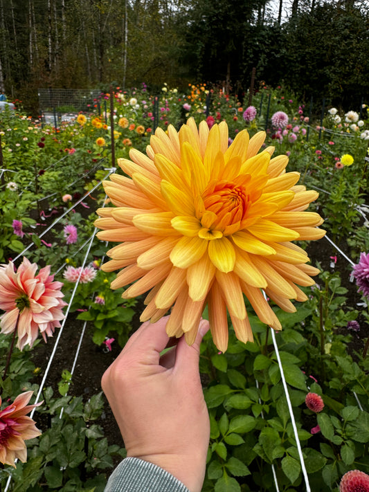 Embrace Dahlia Tuber
