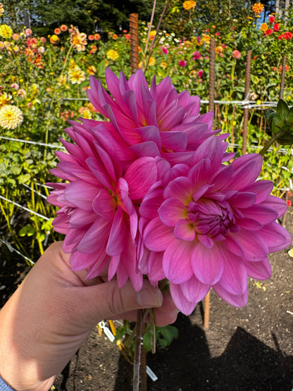 Hollyhill Sweet 16 Dahlia Tuber Limit 1