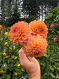 Lee’s Amber Drop Dahlia Tuber