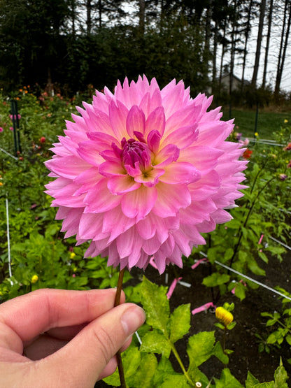 Sakura Fubuki Dahlia Tuber