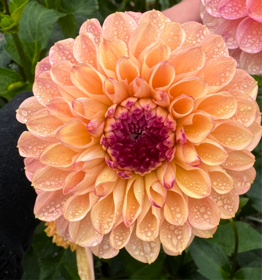 Yellow Jill Dahlia Tuber