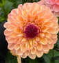 Yellow Jill Dahlia Tuber
