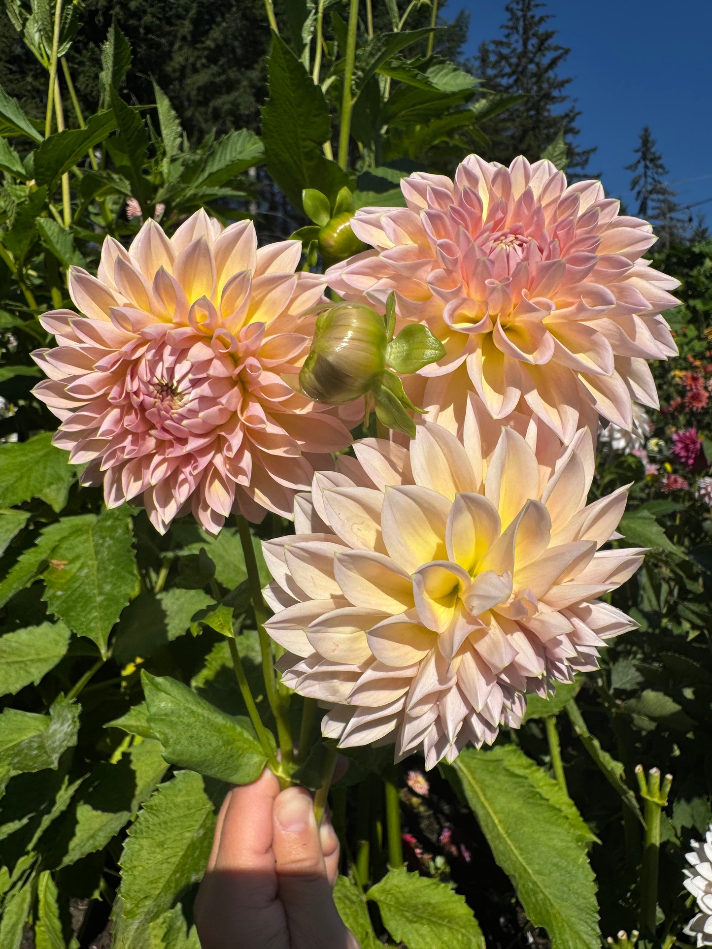 Castle Drive Dahlia Tuber