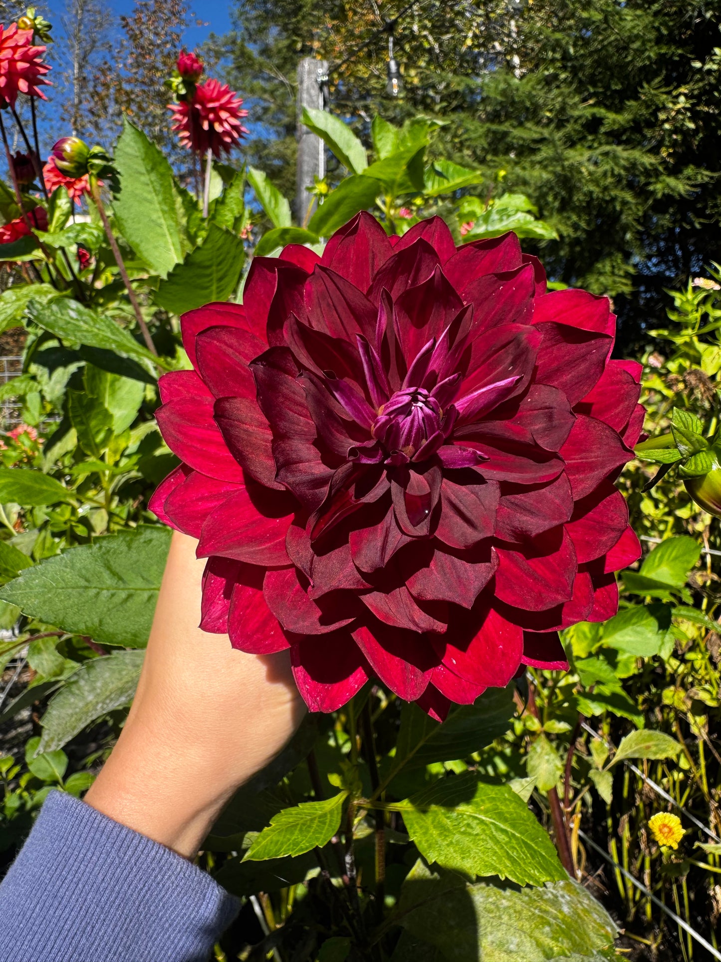 Hollyhill Black Widow Dahlia Tuber