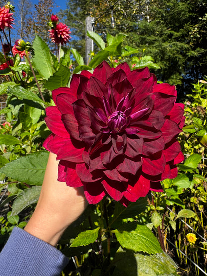 Hollyhill Black Widow Dahlia Tuber