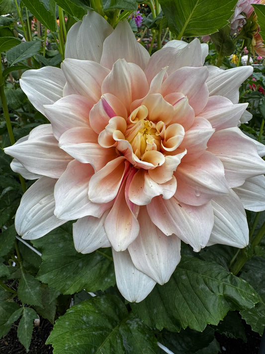 Breakout Dahlia Tuber