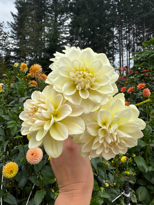 Caramel Antique Dahlia Tuber