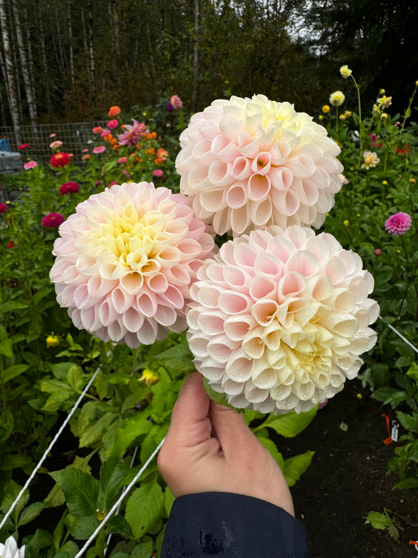 Hollyhill Polyanna Dahlia Tuber