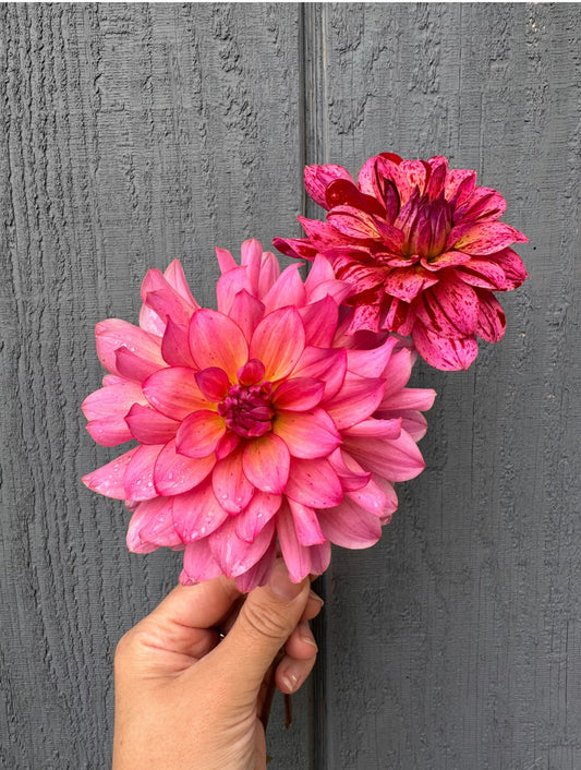 Mingus Toni Dahlia Tuber