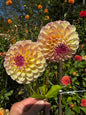 Double Jill Dahlia Tuber