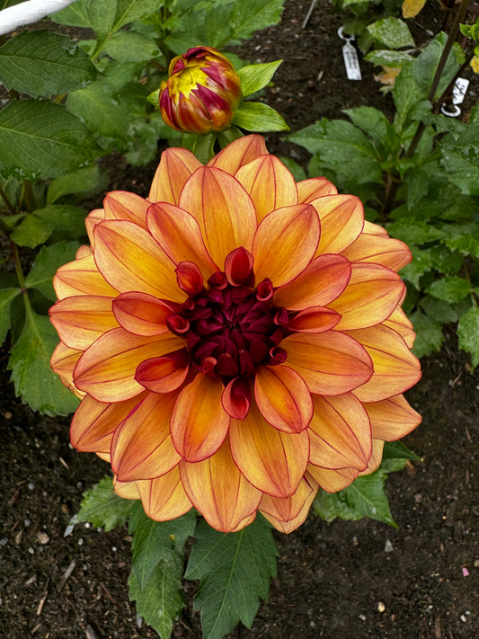 Creme de Cognac Dahlia Tuber