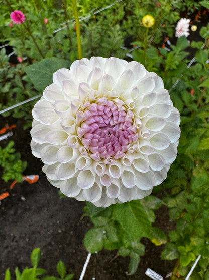 Hollyhill Miss White Dahlia Tuber