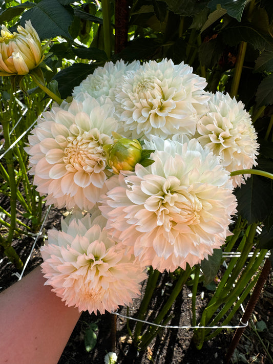 Gitts Attention Dahlia Tuber