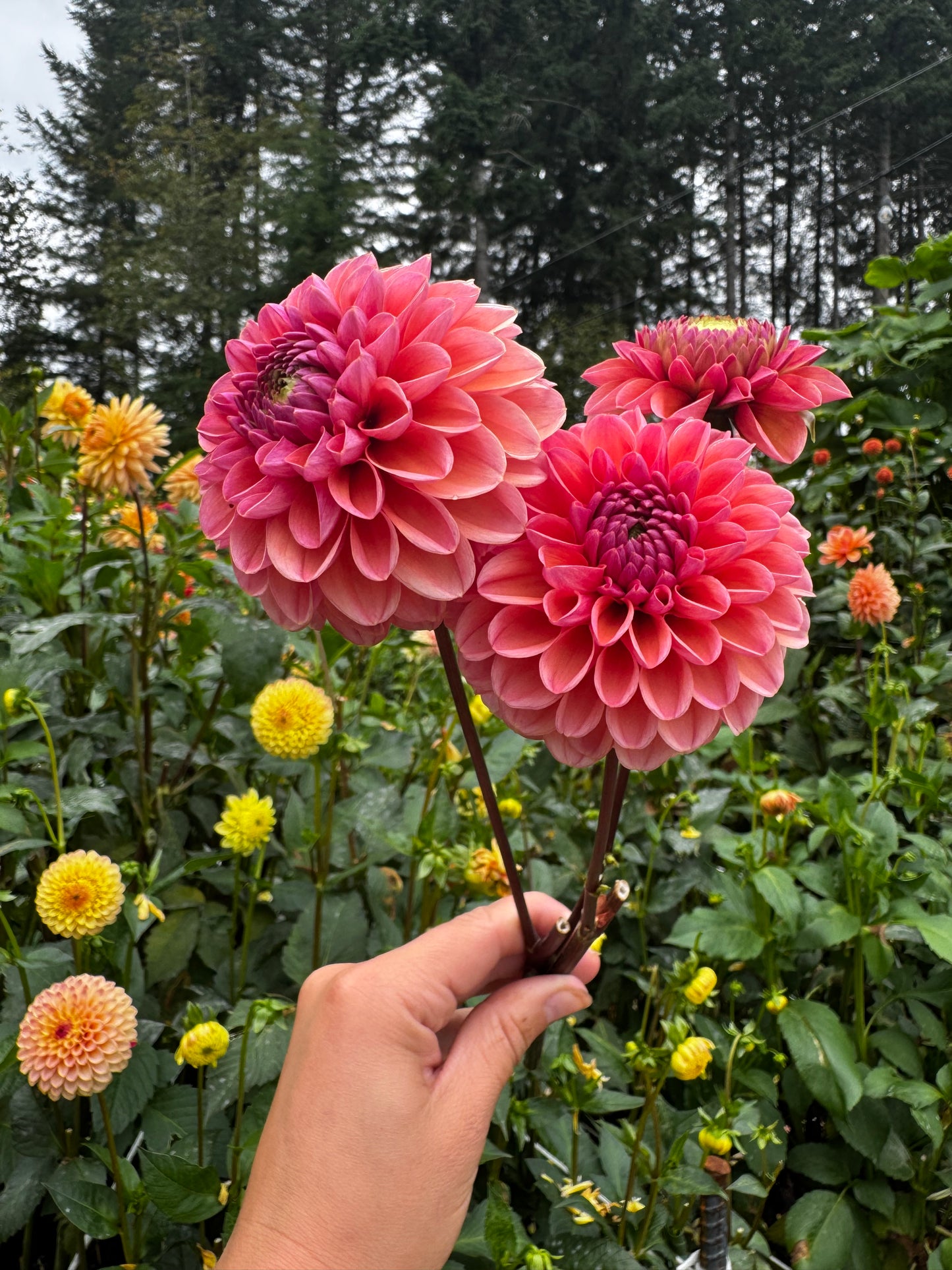 Daisy Duke Dahlia Tuber