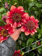 Sarah Raven Dahlia Tuber