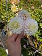 20th Ave Memory Dahlia Tuber