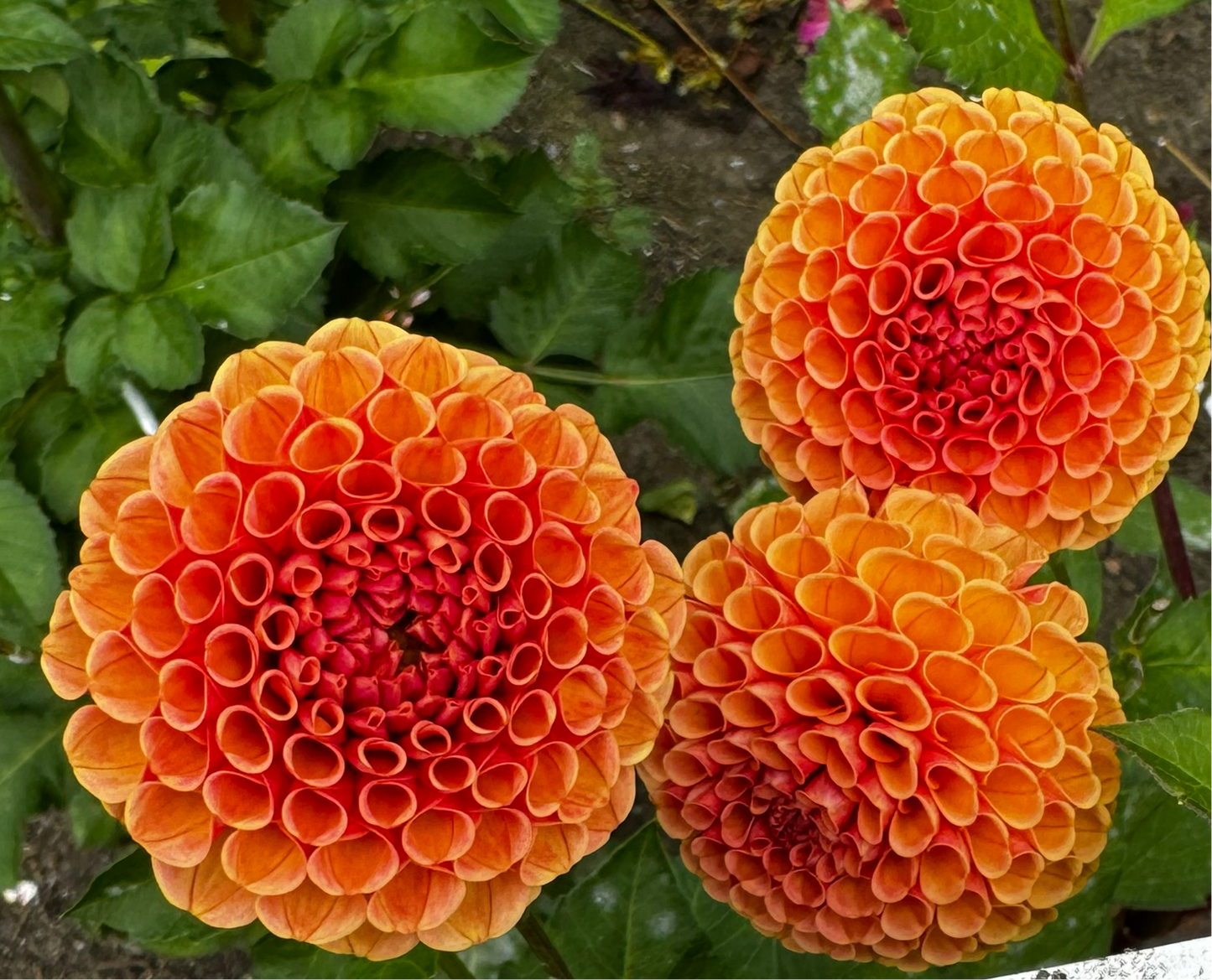 Ginger Willow Dahlia Tuber