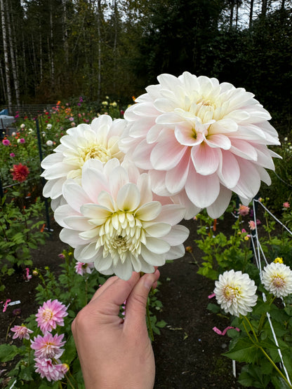 Daddy’s Girl Dahlia Tuber