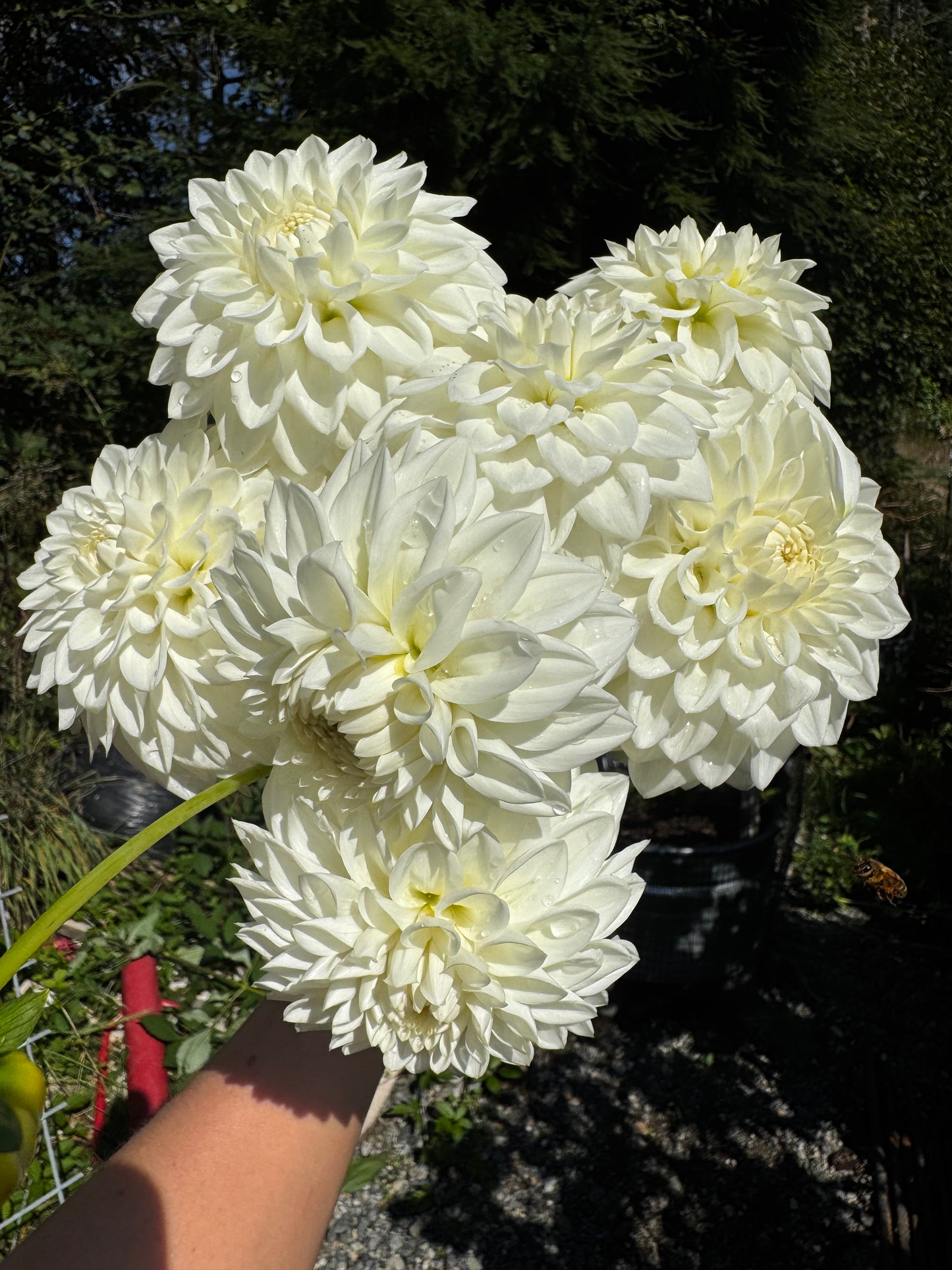 Blizzard Dahlia Tuber