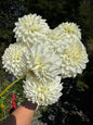 Blizzard Dahlia Tuber