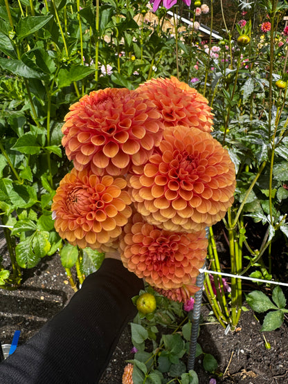 Hy Suntan Dahlia Tuber
