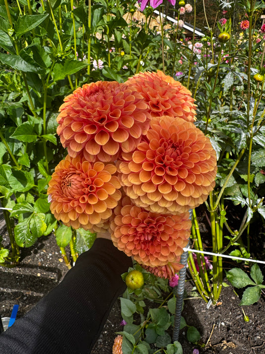Hy Suntan Dahlia Tuber