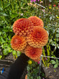 Hy Suntan Dahlia Tuber
