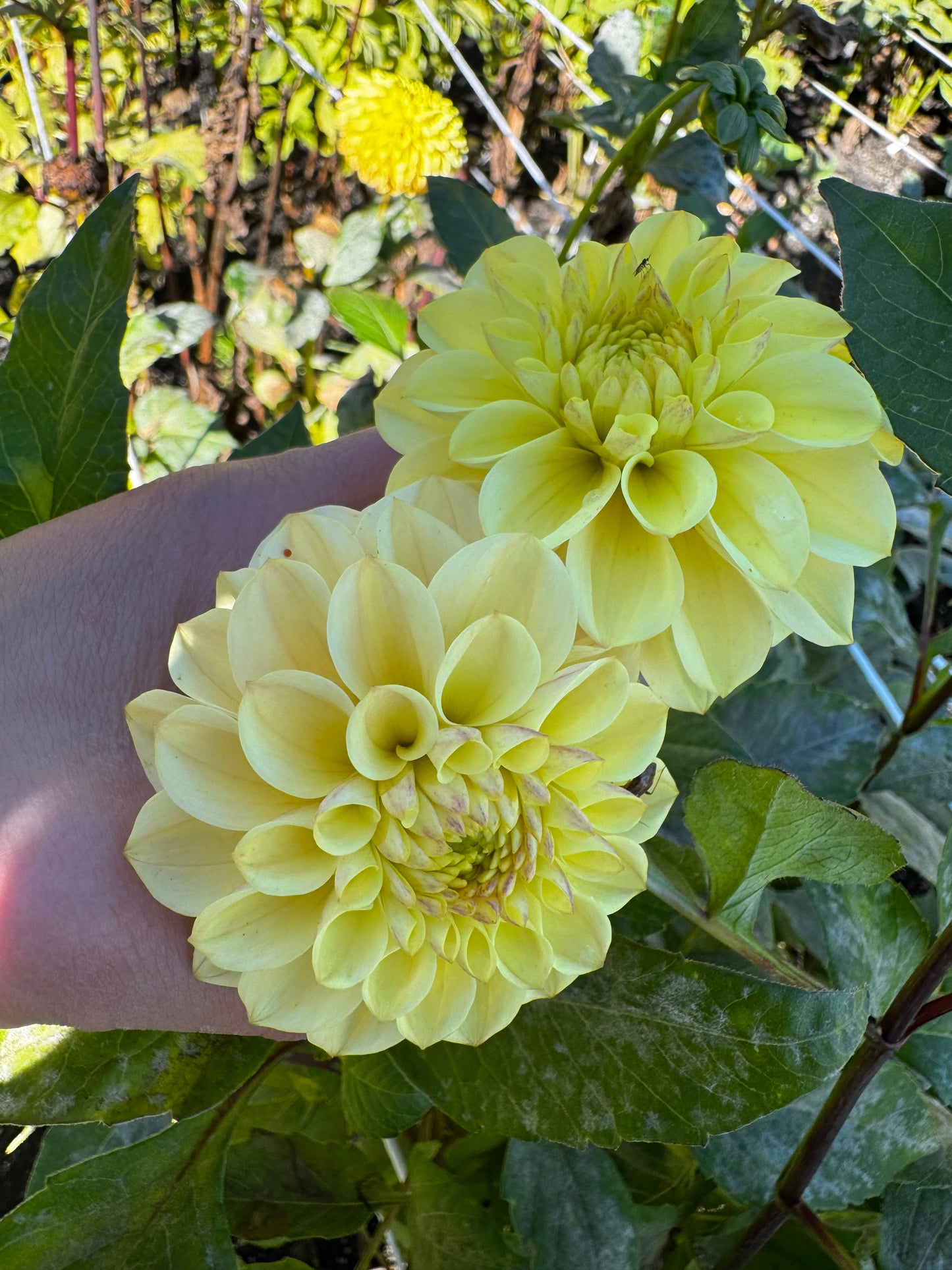 RM Shifty Dahlia Tuber Limit 1