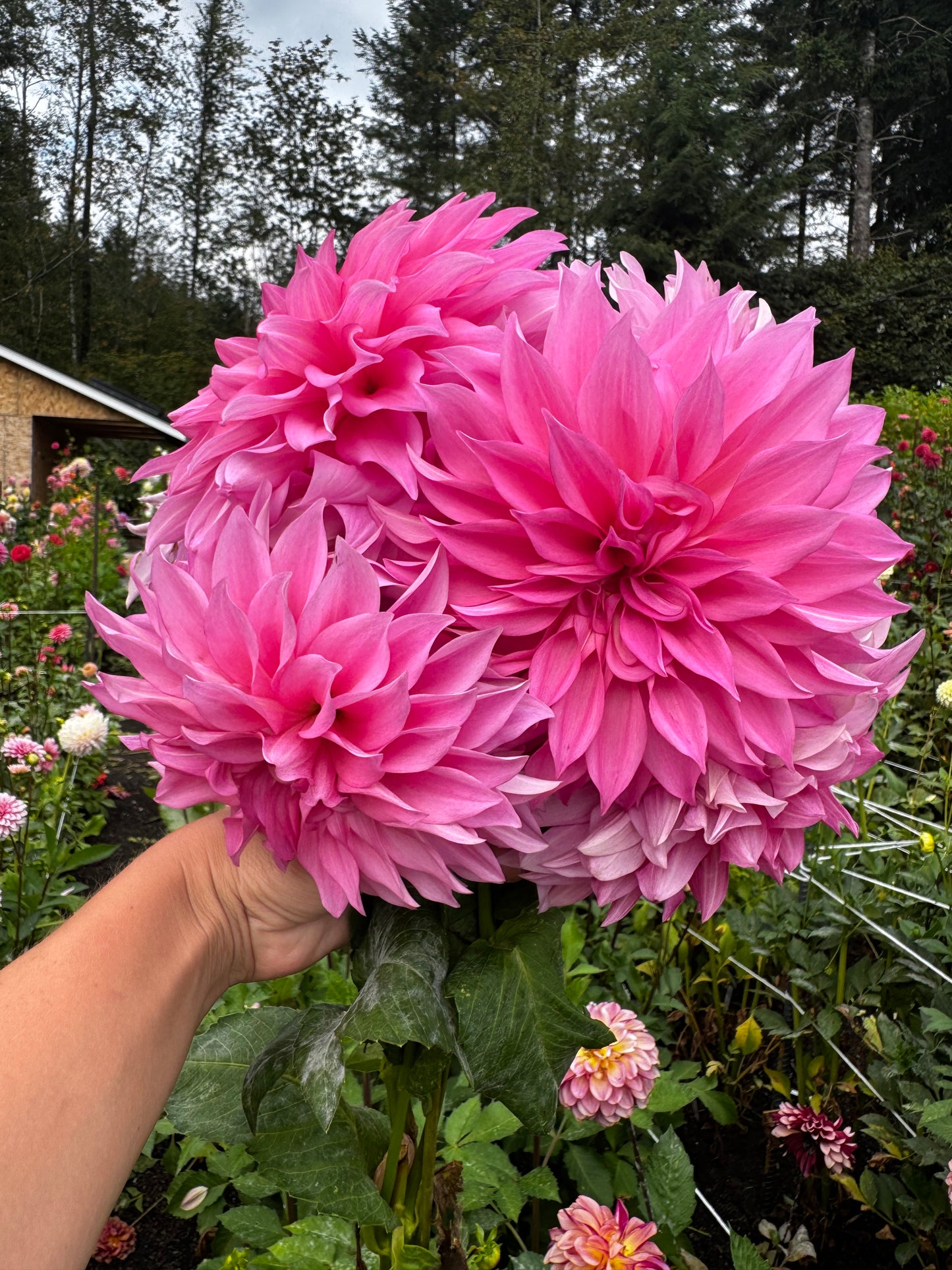 Cafe Au Lait Rose Dahlia Tuber