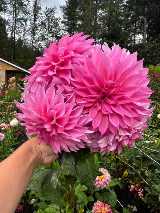 Cafe Au Lait Rose Dahlia Tuber