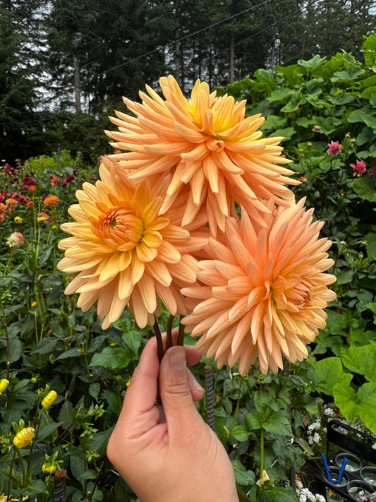 Embrace Dahlia Tuber
