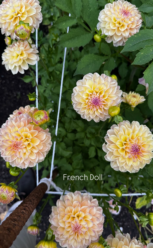 French Doll Dahlia Tuber