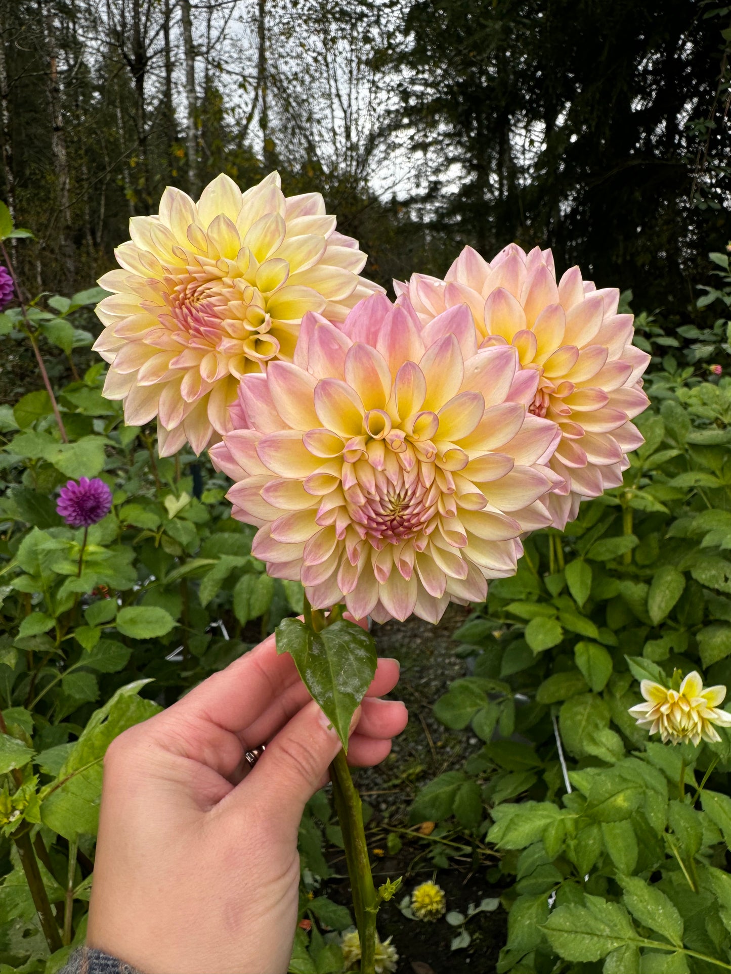 Coralie Dahlia Tuber