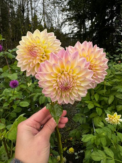 Coralie Dahlia Tuber