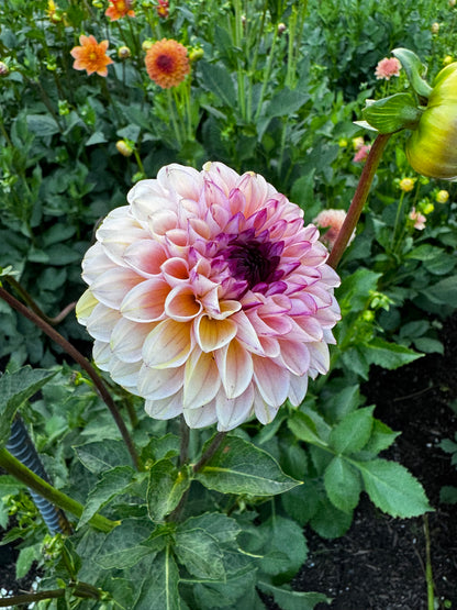 Wine Eyed Jill Dahlia Tuber