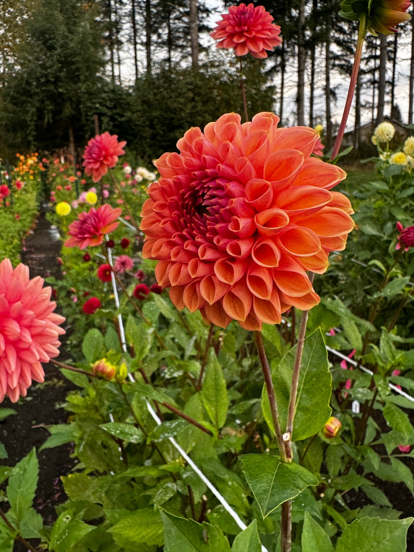 Snoho Jojo Dahlia Tuber