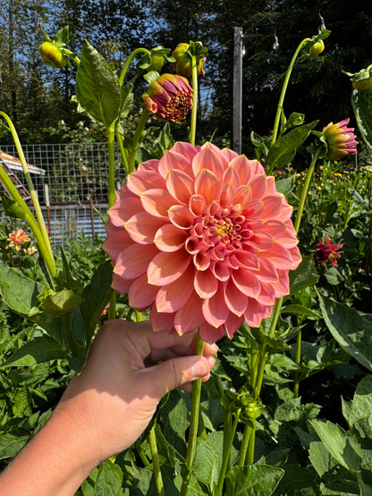 Peachy Parade Dahlia Tuber