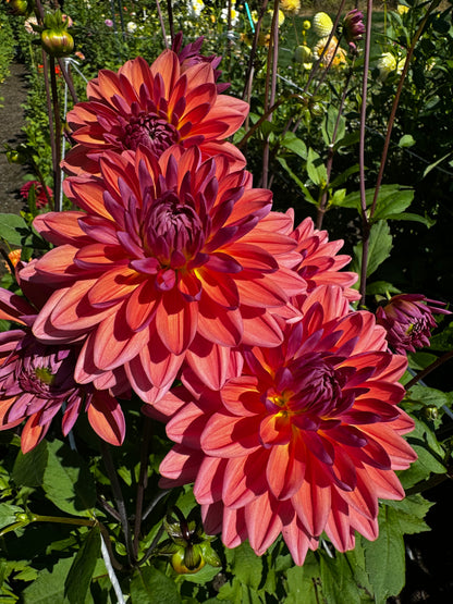 American Dawn Dahlia Tuber