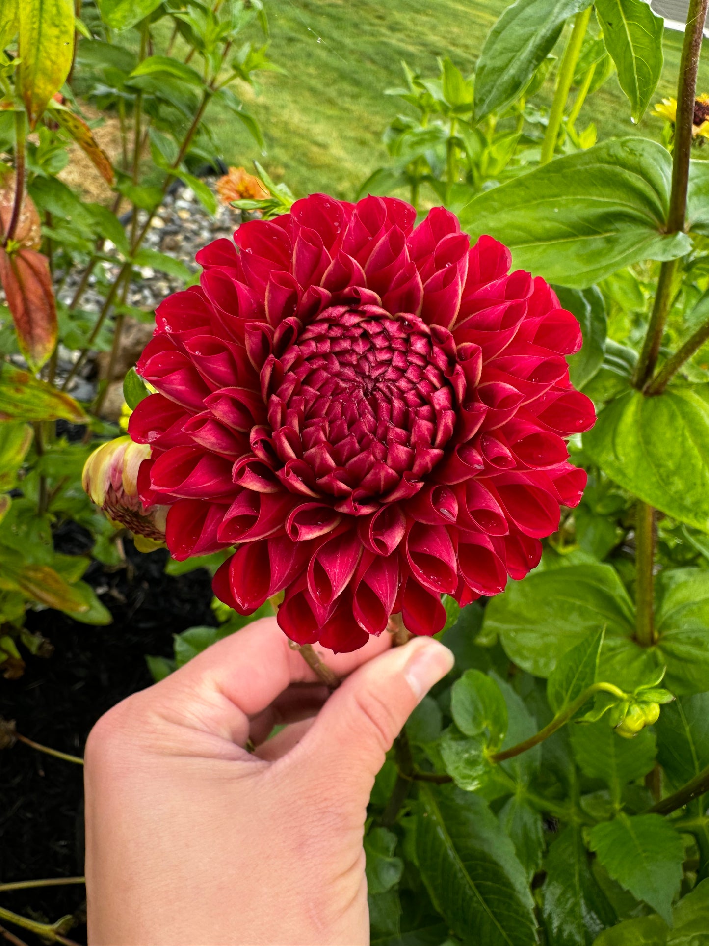 Mystery Red Ball Dahlia Tuber