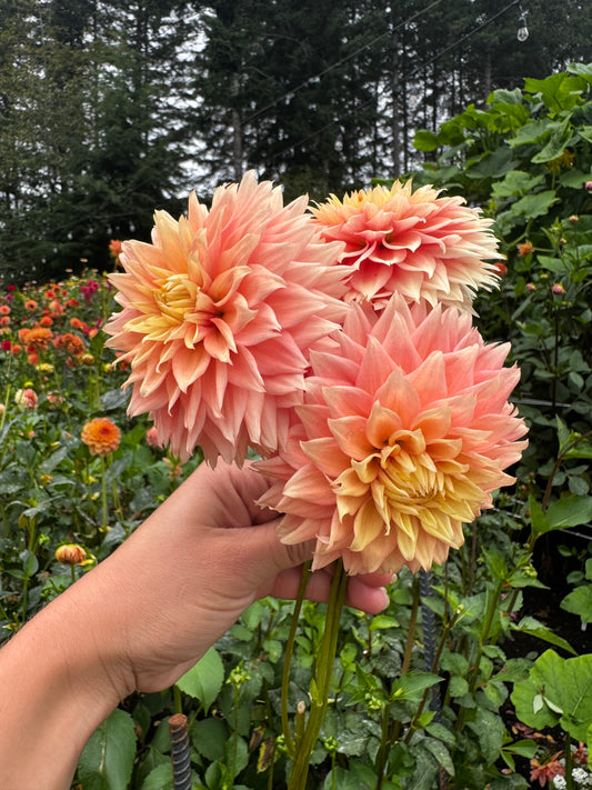 Lee’s Apricot Fizz Dahlia Tuber
