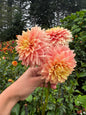 Lee’s Apricot Fizz Dahlia Tuber