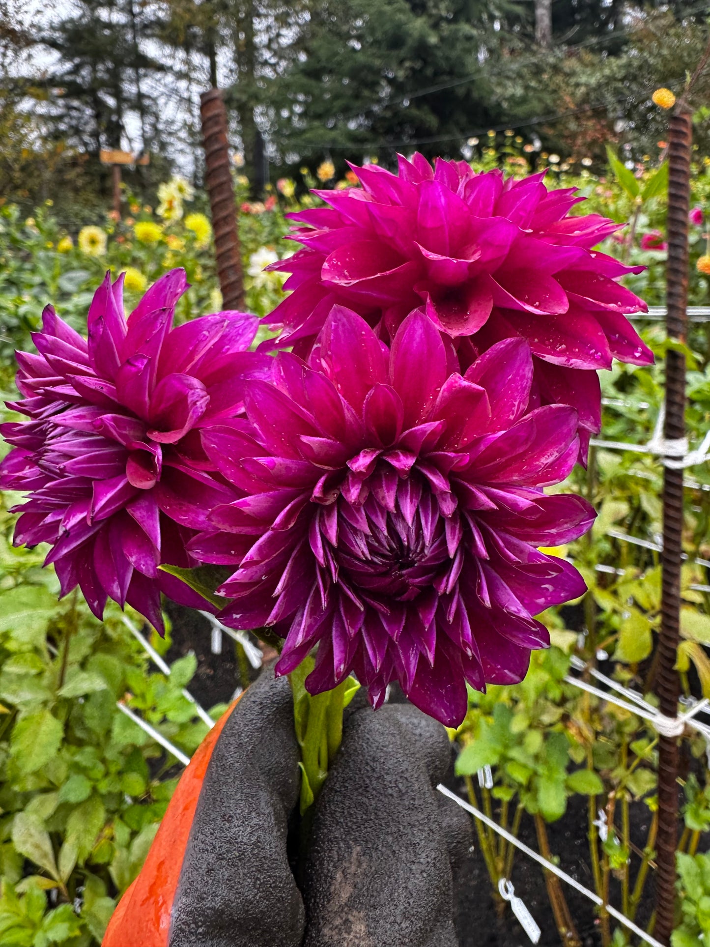 Gonzo Grape Dahlia Tuber- missed picture day