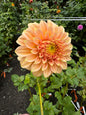 Bracken Sarah Dahlia Tuber