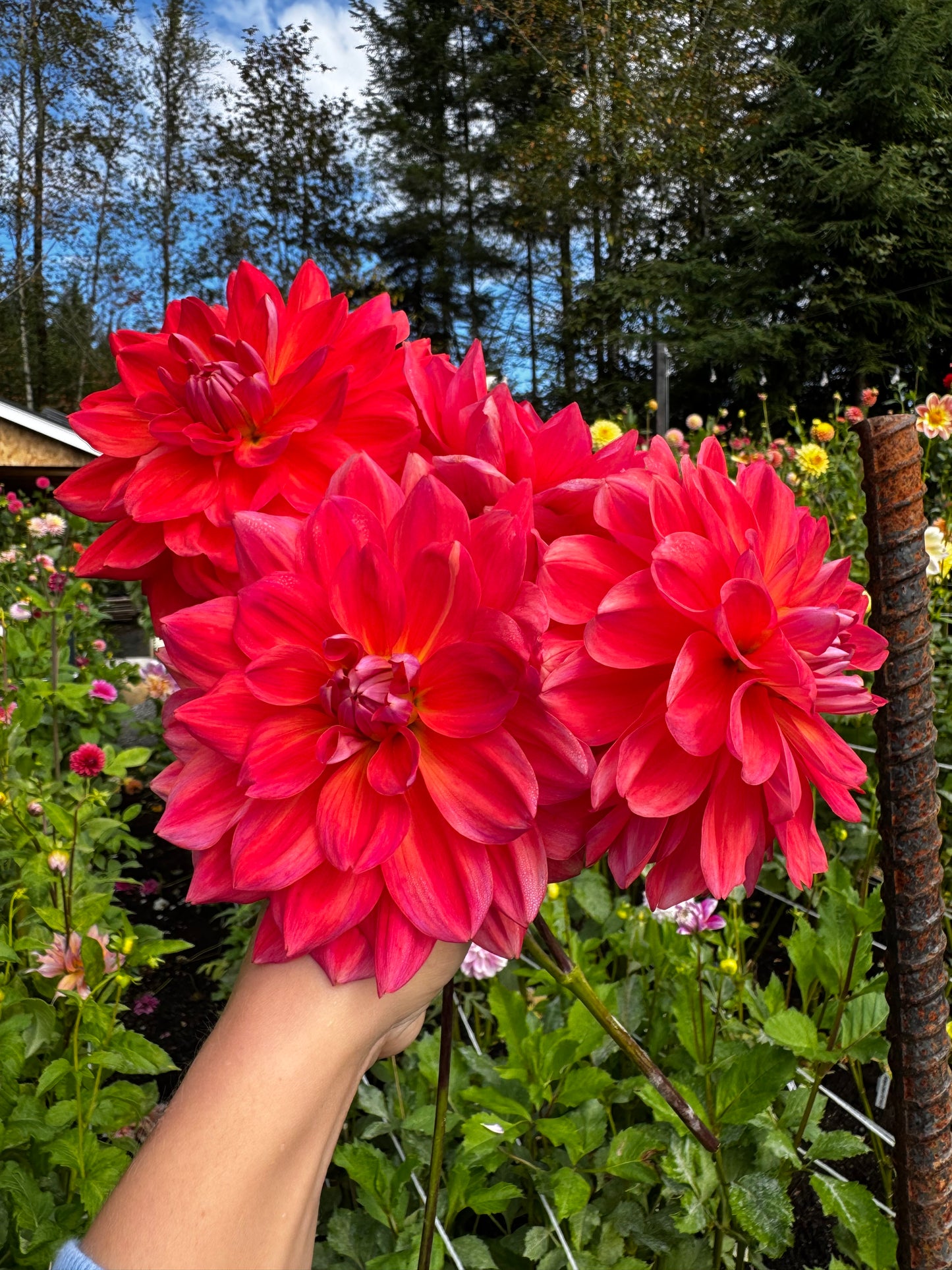 Cooper Blaine Dahlia Tuber