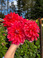 Cooper Blaine Dahlia Tuber