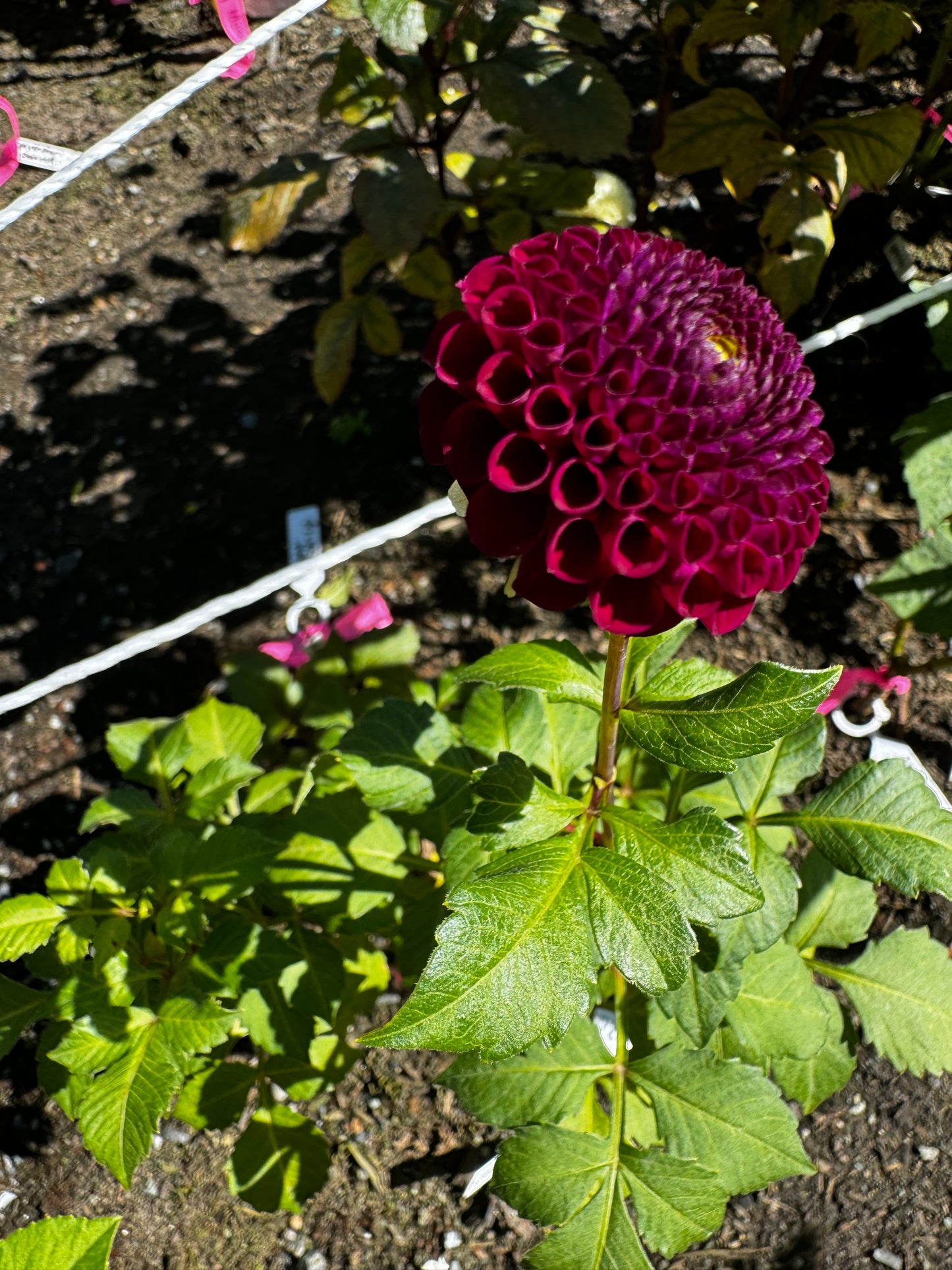 Moore Place Dahlia Tuber Small