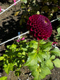 Moore Place Dahlia Tuber Small