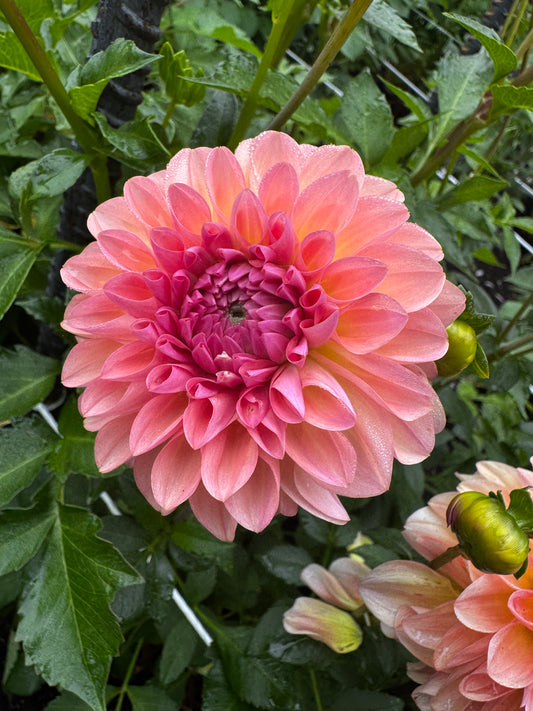 Natalie G Dahlia Tuber