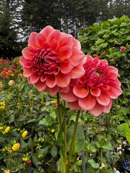 Salmon Kiss Dahlia Tuber Limit 1